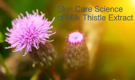 The Science of Milk Thistle Extract in Skin Care